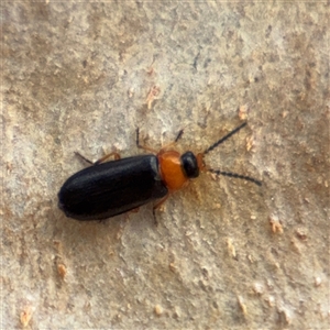 Heteromastix sp. (genus) at Kaleen, ACT - Today by Hejor1