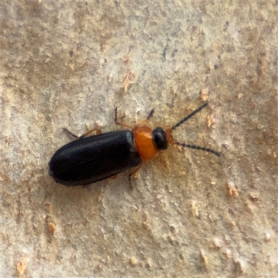 Heteromastix sp. (genus) at Kaleen, ACT - 15 Nov 2025 by Hejor1