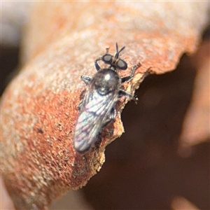 Diptera (order) at Kaleen, ACT - Today by Hejor1