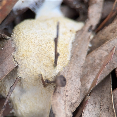 Fuligo septica (Scrambled egg slime) at Kaleen, ACT - 15 Nov 2025 by Hejor1