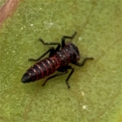 Eurymelini (tribe) at Kaleen, ACT - 15 Nov 2025 by Hejor1