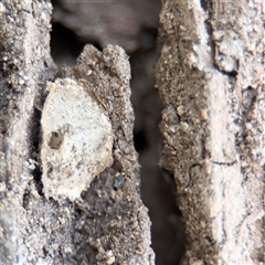 Araneae (order) at Kaleen, ACT - 15 Nov 2025 by Hejor1