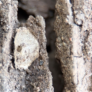 Araneae (order) at Kaleen, ACT - 15 Nov 2025 by Hejor1