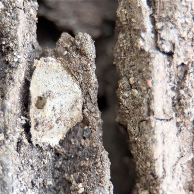 Araneae (order) at Kaleen, ACT - 15 Nov 2025 by Hejor1