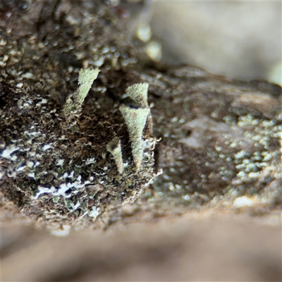 Cladonia fimbriata at Kaleen, ACT - 15 Nov 2025 by Hejor1