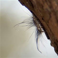 Lithosiini (IMMATURE) at Kaleen, ACT - 15 Nov 2025 by Hejor1