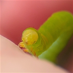 Geometridae (family) IMMATURE at Kaleen, ACT - 15 Nov 2025 by Hejor1