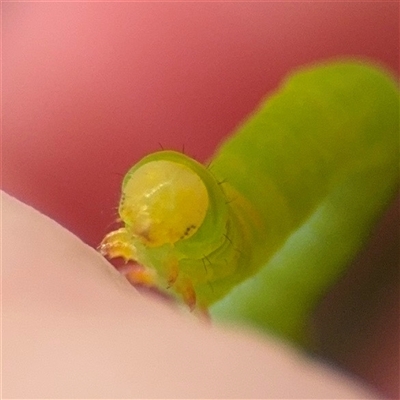 Geometridae (family) IMMATURE at Kaleen, ACT - 15 Nov 2025 by Hejor1