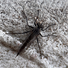 Cerdistus sp. (genus) (Slender Robber Fly) at Kaleen, ACT - 15 Nov 2025 by Hejor1