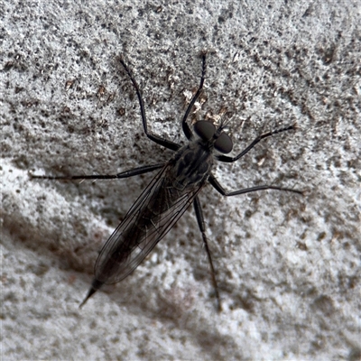 Cerdistus sp. (genus) (Slender Robber Fly) at Kaleen, ACT - 15 Nov 2025 by Hejor1