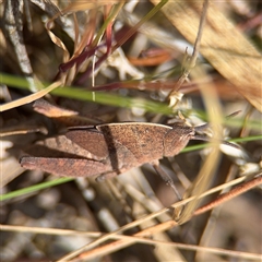 Goniaea australasiae (Gumleaf grasshopper) at Kaleen, ACT - 15 Nov 2025 by Hejor1