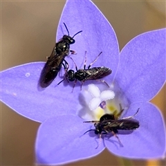 Lasioglossum sp. (genus) (Furrow Bee) at Kaleen, ACT - 15 Nov 2025 by Hejor1