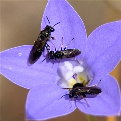 Lasioglossum sp. (genus) (Furrow Bee) at Kaleen, ACT - 15 Nov 2025 by Hejor1