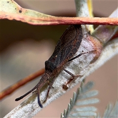 Agriopocoris sp. (genus) at Kaleen, ACT - 15 Nov 2025 by Hejor1