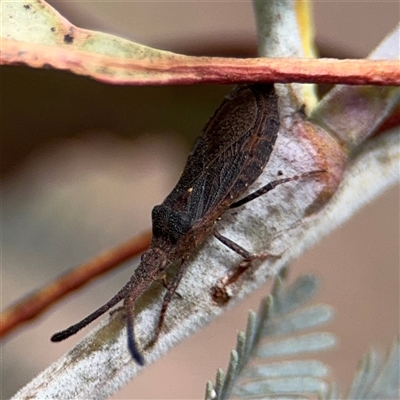 Agriopocoris sp. (genus) at Kaleen, ACT - 15 Nov 2025 by Hejor1