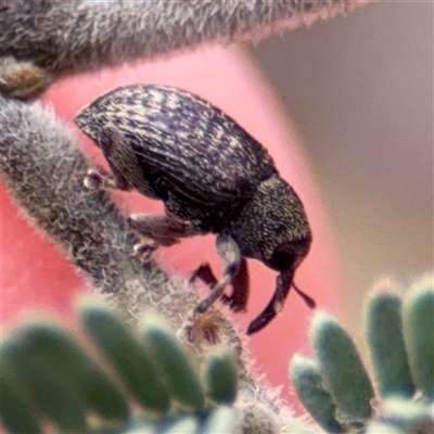 Melanterius sp. (genus) (Unidentified Melanterius weevil) at Giralang, ACT - 15 Nov 2025 by Hejor1