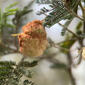 Acacia insect gall at Kaleen, ACT - Today by Hejor1
