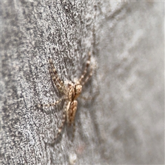 Helpis minitabunda (Threatening jumping spider) at Kaleen, ACT - 15 Nov 2025 by Hejor1