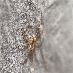 Helpis minitabunda (Threatening jumping spider) at Kaleen, ACT - Yesterday by Hejor1