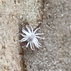 Coccinellidae sp01 at Kaleen, ACT - 15 Nov 2025 by Hejor1