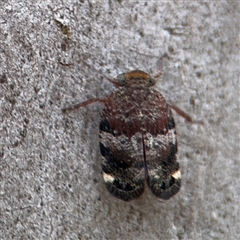 Platybrachys decemmacula at Kaleen, ACT - 15 Nov 2025 by Hejor1