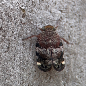 Platybrachys decemmacula at Kaleen, ACT - Today by Hejor1
