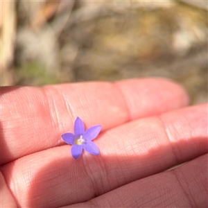 Wahlenbergia sp. at Crace, ACT - Yesterday by Hejor1