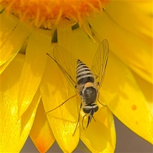 Australiphthiria (genus) at Crace, ACT - Today by Hejor1