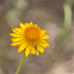 Xerochrysum sp. at Crace, ACT - 15 Nov 2025 by Hejor1
