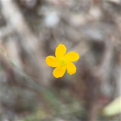 Oxalis (genus) at Kaleen, ACT - 15 Nov 2025 by Hejor1