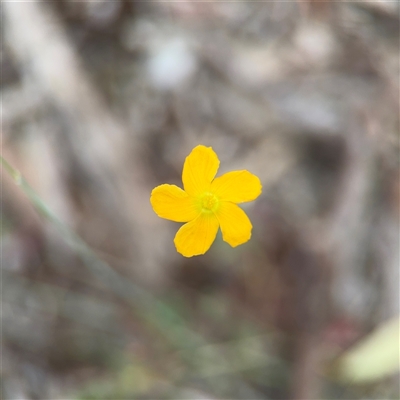 Oxalis (genus) at Kaleen, ACT - 15 Nov 2025 by Hejor1