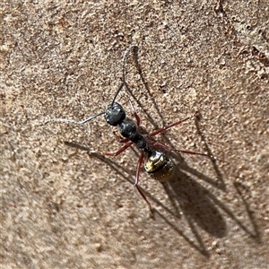 Camponotus suffusus at Kaleen, ACT - Today by Hejor1