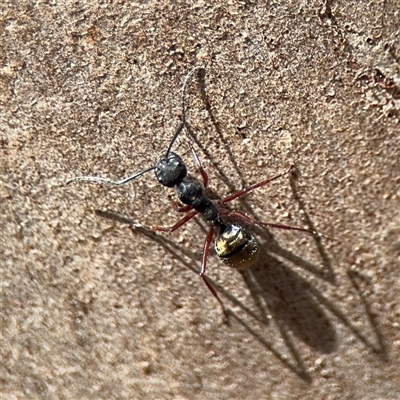 Camponotus suffusus (Golden-tailed sugar ant) at Kaleen, ACT - 15 Nov 2025 by Hejor1