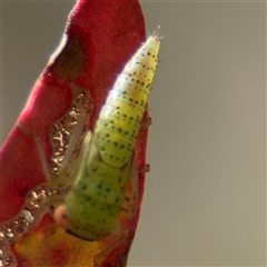 Batracomorphus sp. (genus) at Kaleen, ACT - 15 Nov 2025 by Hejor1