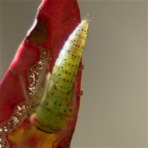 Batracomorphus sp. (genus) at Kaleen, ACT - Today by Hejor1