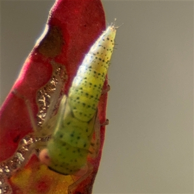 Batracomorphus sp. (genus) at Kaleen, ACT - 15 Nov 2025 by Hejor1