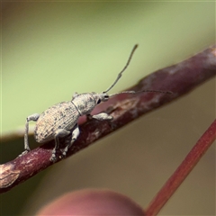 Merimnetes (genus) at Crace, ACT - 15 Nov 2025 by Hejor1