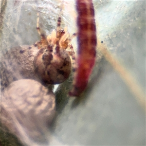 Cryptachaea veruculata at Crace, ACT - 15 Nov 2025 by Hejor1