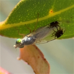 Trupanea (genus) (Fruit fly or seed fly) at Crace, ACT - 15 Nov 2025 by Hejor1