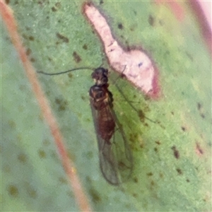 Psocidae (family) at Crace, ACT - Today by Hejor1