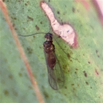 Psocidae (family) at Crace, ACT - 15 Nov 2025 by Hejor1