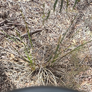 Lomandra (genus) at Kaleen, ACT - Yesterday by Hejor1