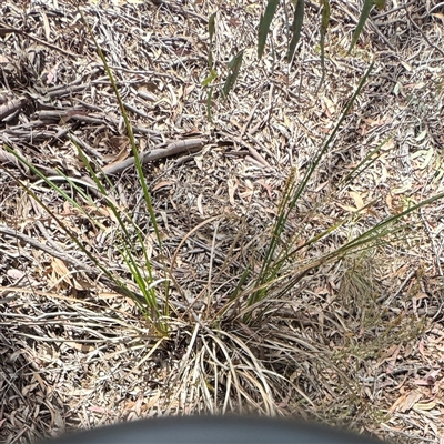 Lomandra (genus) at Kaleen, ACT - 15 Nov 2025 by Hejor1