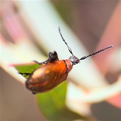 Ecnolagria grandis at Crace, ACT - 15 Nov 2025 by Hejor1