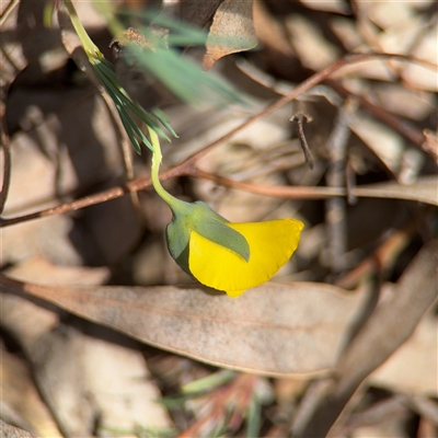 Gompholobium (genus) at Kaleen, ACT - 15 Nov 2025 by Hejor1