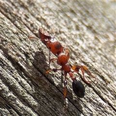 Podomyrma gratiosa (Muscleman tree ant) at Crace, ACT - 15 Nov 2025 by Hejor1