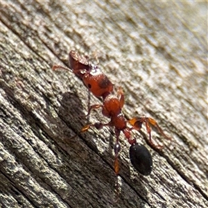 Podomyrma sp. (genus) at Crace, ACT - Today by Hejor1