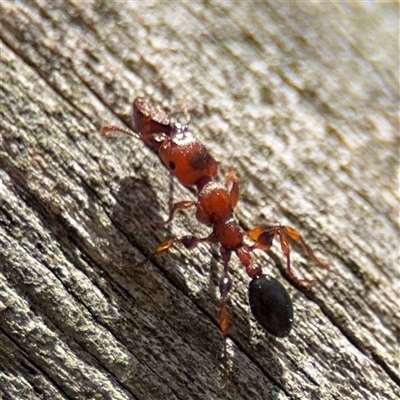 Podomyrma gratiosa (Muscleman tree ant) at Crace, ACT - 15 Nov 2025 by Hejor1