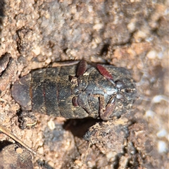 Coleoptera (order) at Kaleen, ACT - 15 Nov 2025 by Hejor1