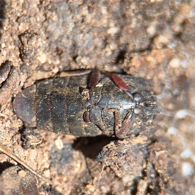 Coleoptera (order) at Kaleen, ACT - 15 Nov 2025 by Hejor1